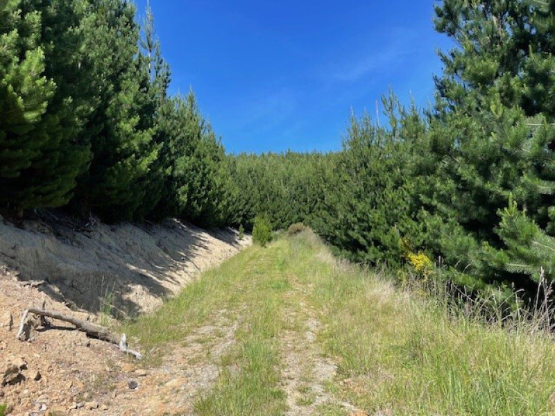 East Otago Forestry or Hunting Block63884651678338113