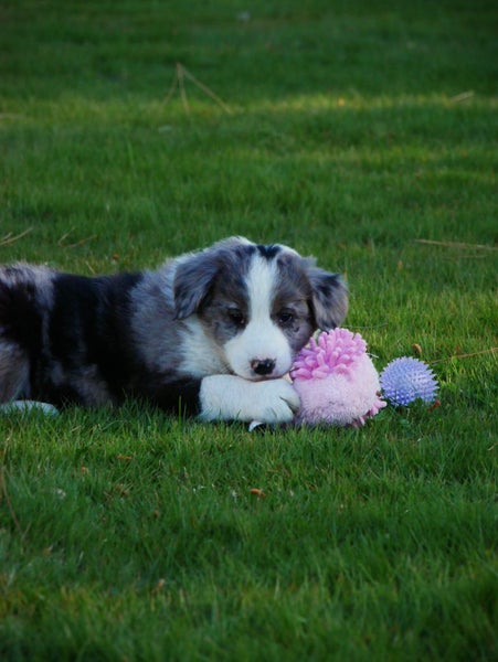Border collie puppies63854425512705114