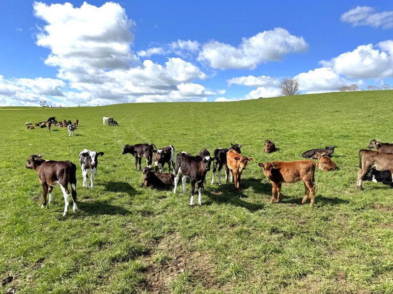 Quality Land in Prime Location63809103500291114