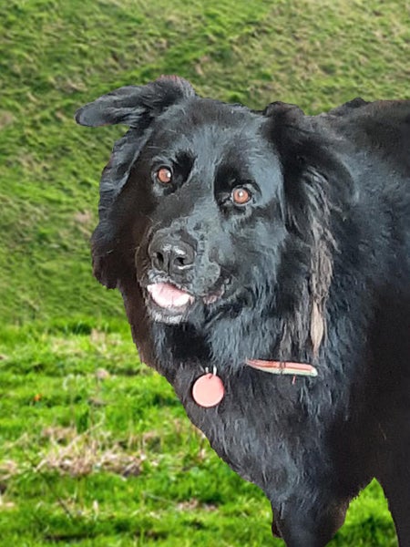 Smart, Loyal Alsatian/Mix Needs New Family Carousel 3