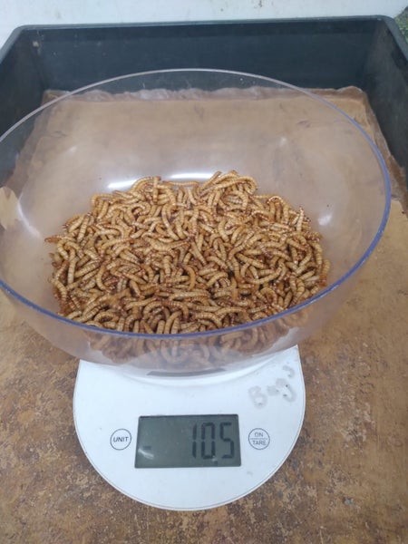 Mealworms Carousel 1