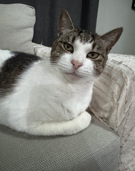 Beautiful DSH boy, Rupert Carousel 1