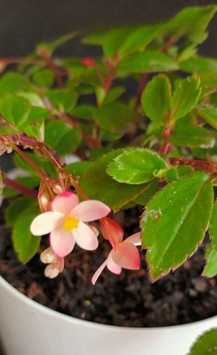 Fern begonia - Begonia foliosa Carousel 1