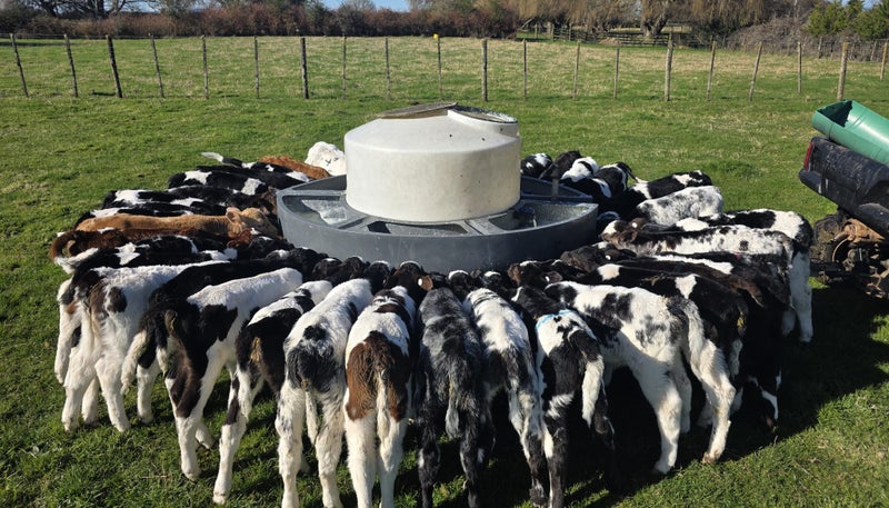 Quality spring weaners64307229651201110