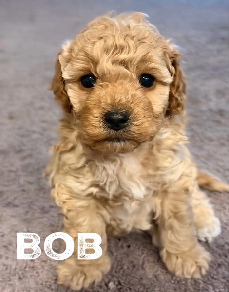 Cavapoochon Puppies63855484460674113