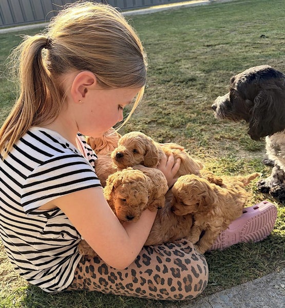 Cavapoochon Puppies63855484460674111