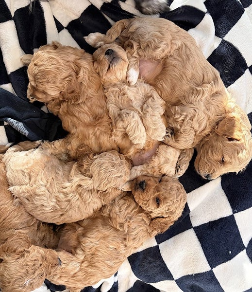 Cavapoochon Puppies63855484460674110