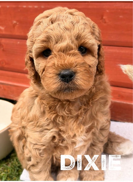 Cavapoochon Puppies63855484460674114