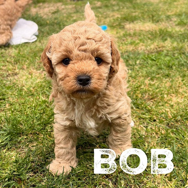 Cavapoochon Puppies63855484460674112