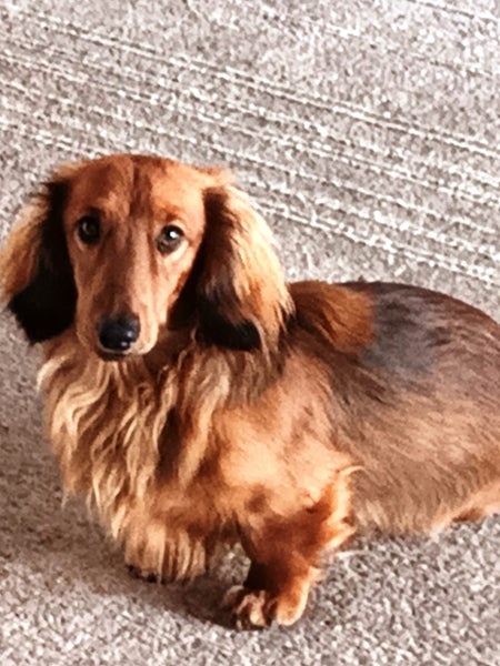 Long-haired Mini Dachshund Puppies63832811548418113