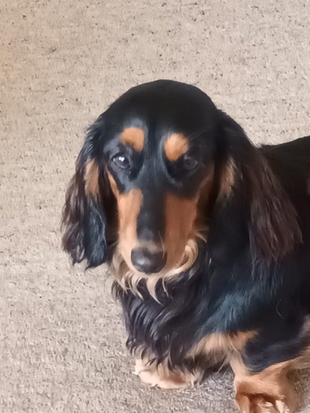 Long-haired Mini Dachshund Puppies63832811548418114