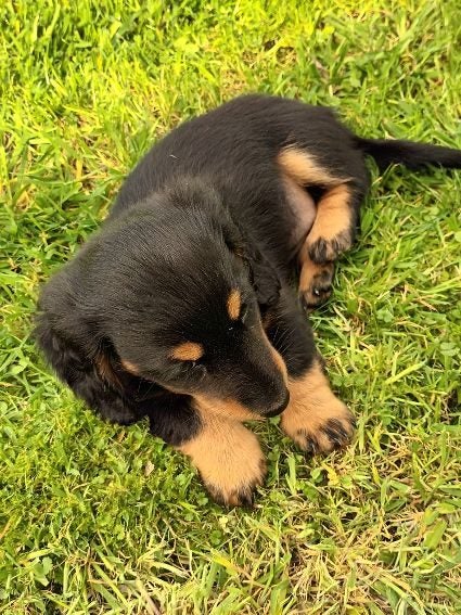 Long-haired Mini Dachshund Puppies63832811548418112