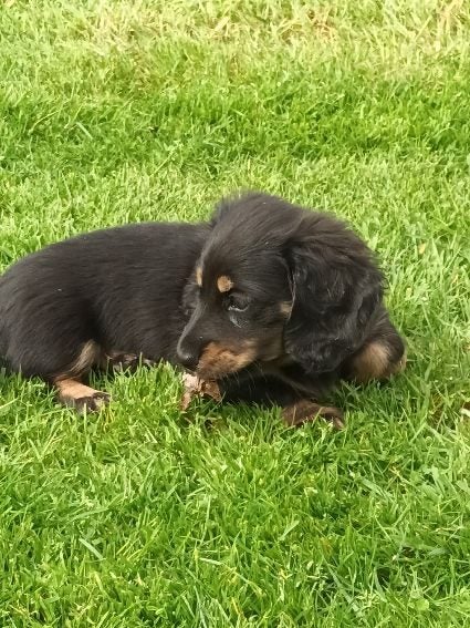 Long-haired Mini Dachshund Puppies63832811548418111