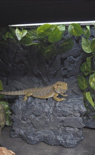 Bearded Dragon Terrarium Background Carousel 2