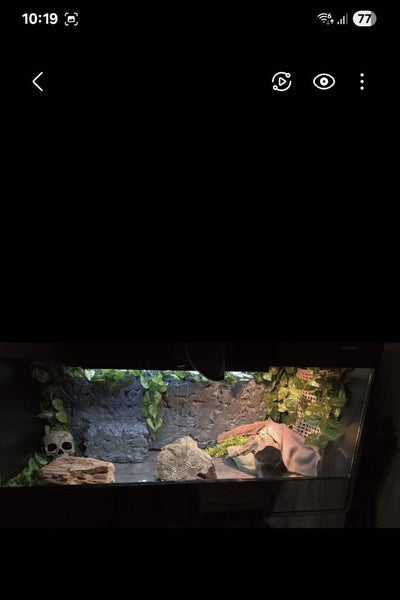 Bearded Dragon Terrarium Background Carousel 4