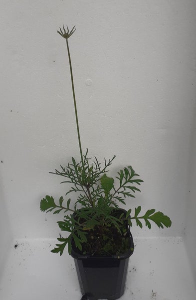 Scabiosa ochroleuca yellow butterfly flower pincushion flower perennial Carousel 2