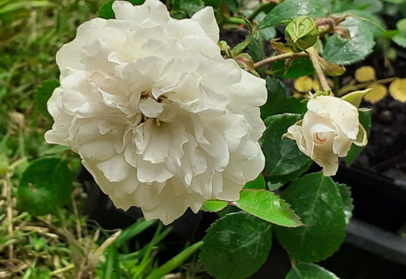 Rose Seafoam creamy white fragrant cascading Carousel 1