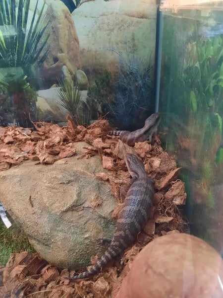 Blue Tongue Skink lizard Carousel 2