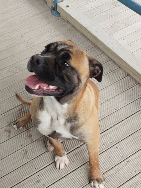 Missy the Boxer X Gisborne Pound Dog Carousel 2
