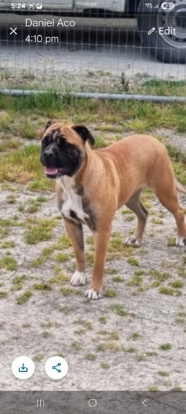 Missy the Boxer X Gisborne Pound Dog Carousel 4
