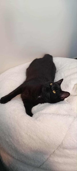 CAT RESCUE CHCH - Ready to Adopt - Sooty Carousel 2