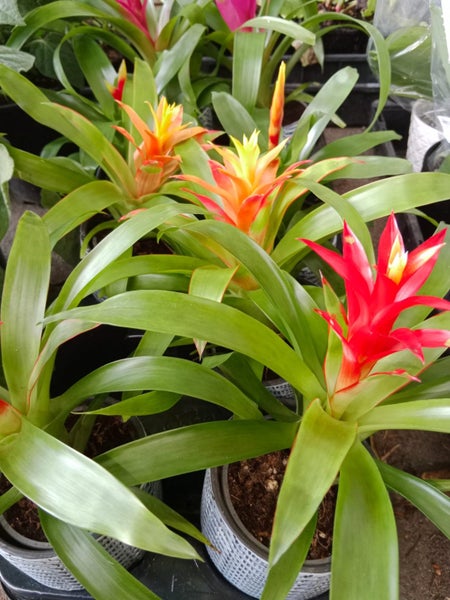 BROMELIAD Carousel 1
