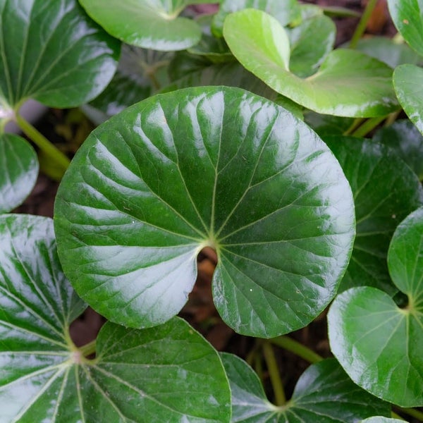 LIGULARIA RENIFORMIS - SPECIAL $15 Carousel 1