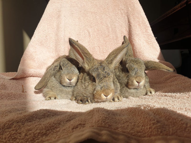 Cute rabbits!63850803975939110
