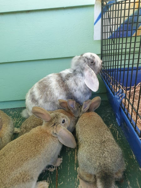 Cute rabbits!63850803975939114