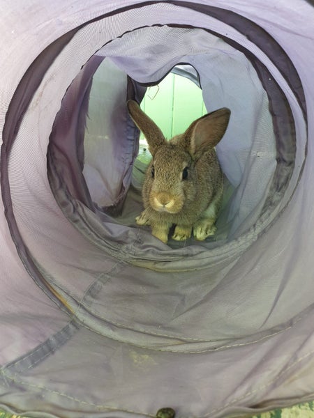 Cute rabbits!63850803975939113