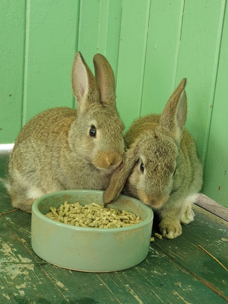 Bunnies! Carousel 5