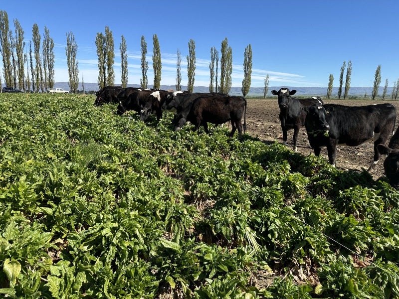 Rothesay Downs63962320403329114