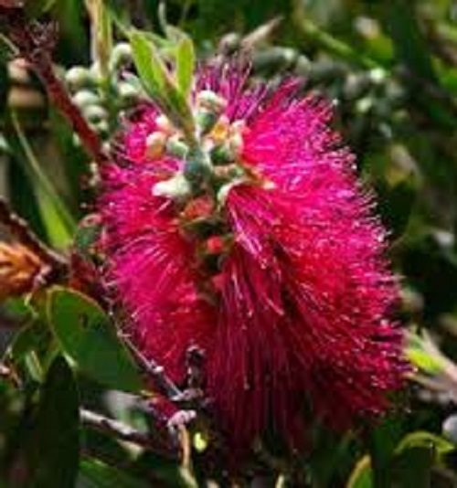 Callistemon Western Glory Carousel 1