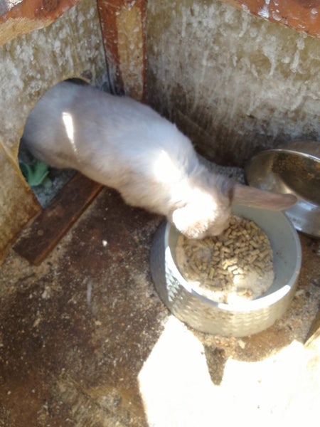 Male bunny Carousel 1