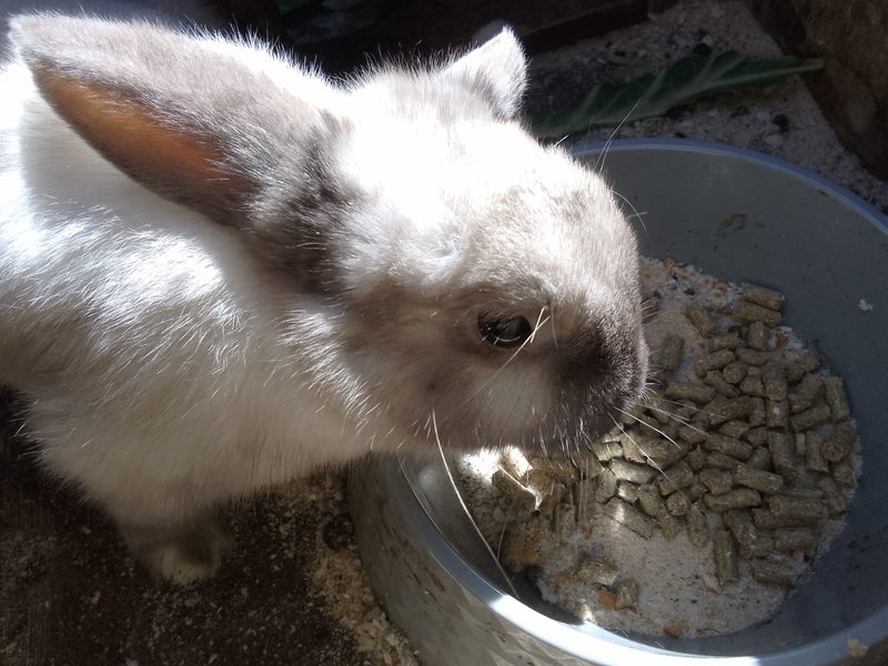 Male bunny Carousel 2