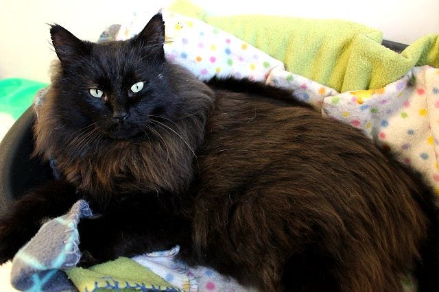 Found - Black DLH Male Cat Carousel 1