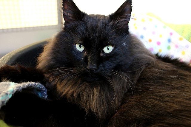 Found - Black DLH Male Cat Carousel 2