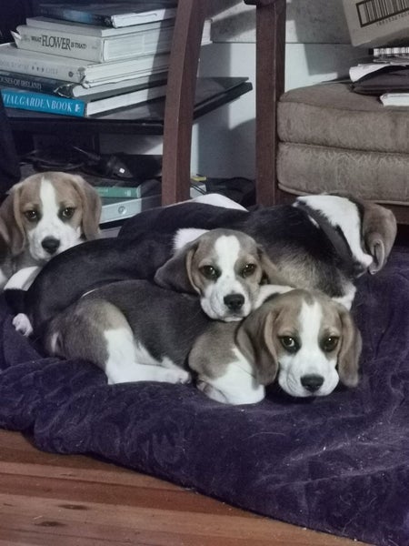 Beagle pups63857064458114111