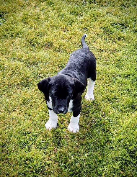 German shorthaired pointer xheading pups63862916854529111