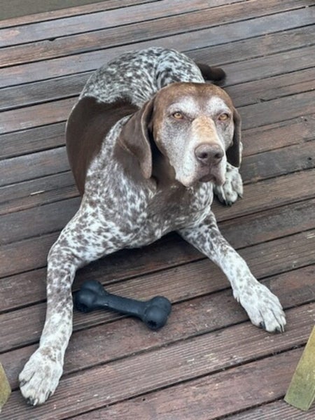 German shorthaired pointer xheading pups63862916854529113