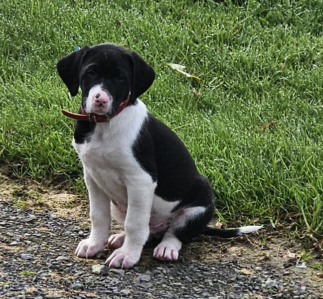 German shorthaired pointer xheading pups63862916854529110