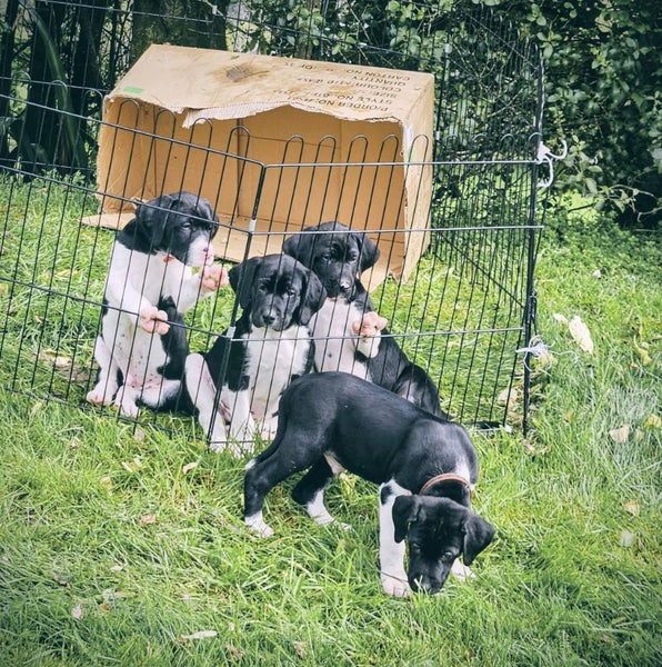 German shorthaired pointer xheading pups63862916854529112
