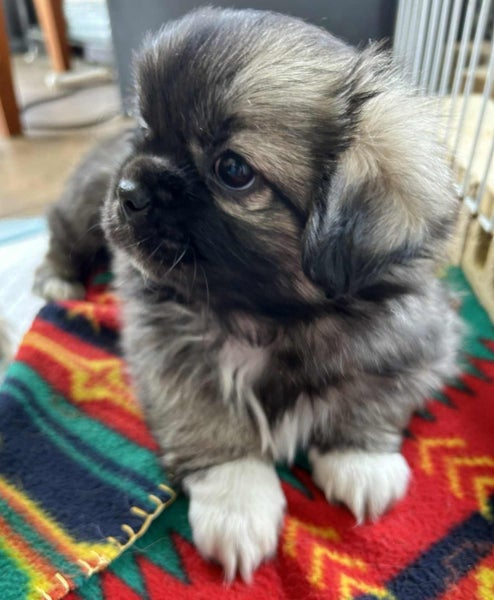 Tibetan Spaniel Pups63863366536193110