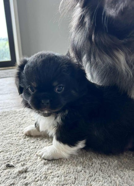 Tibetan Spaniel Pups63863366536193111