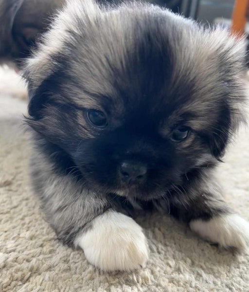 Tibetan Spaniel Pups63863366536193112