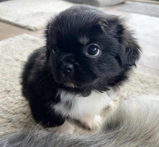 Tibetan Spaniel Pups63863366536193113