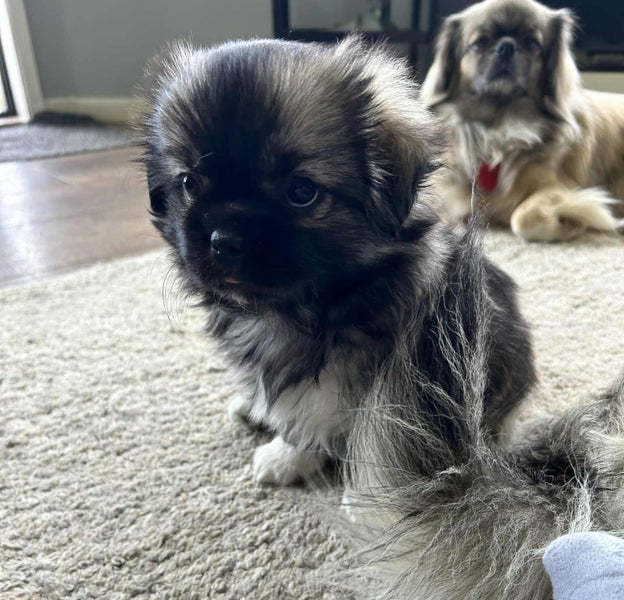 Tibetan Spaniel Pups63863366536193114