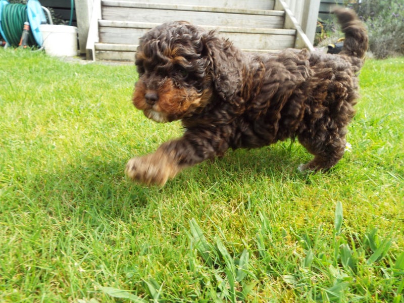American Cockerpoo/Spoodle Puppy63865348767874111