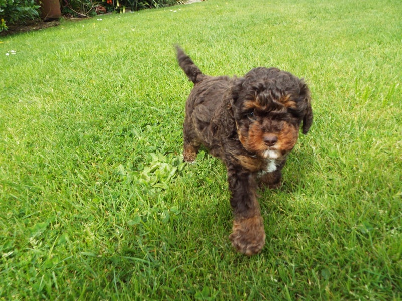 American Cockerpoo/Spoodle Puppy63865348767874112