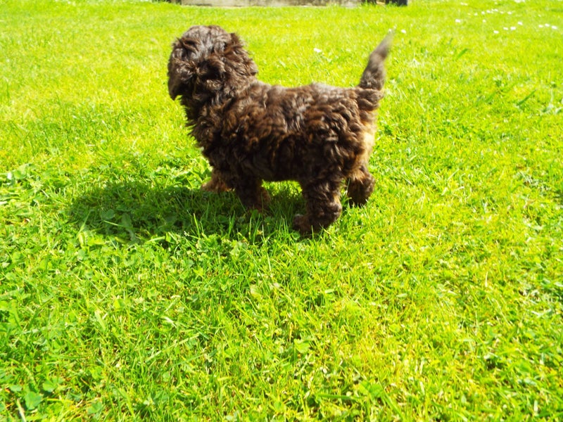 American Cockerpoo/Spoodle Puppy63865348767874113